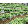 馬鈴薯種植地膜哪里有賣，廣西地膜生產廠家