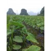 來(lái)賓荔浦芋頭種子專業(yè)供應(yīng)商-桂林正宗荔浦芋種子批發(fā)