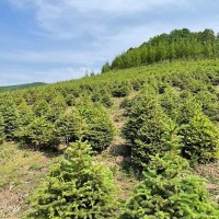 出售:青扦云杉1.5米—2米，30*30定值杯苗，數(shù)據(jù)1萬棵